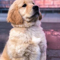 Lovely doggy