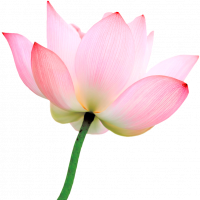 Jaff lotus Flower