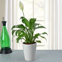 Decorative plant